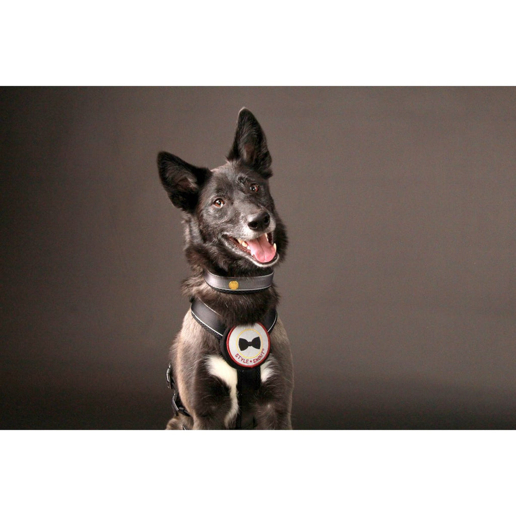 Zwarte hondenhalsband